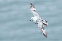 Northern Fulmar